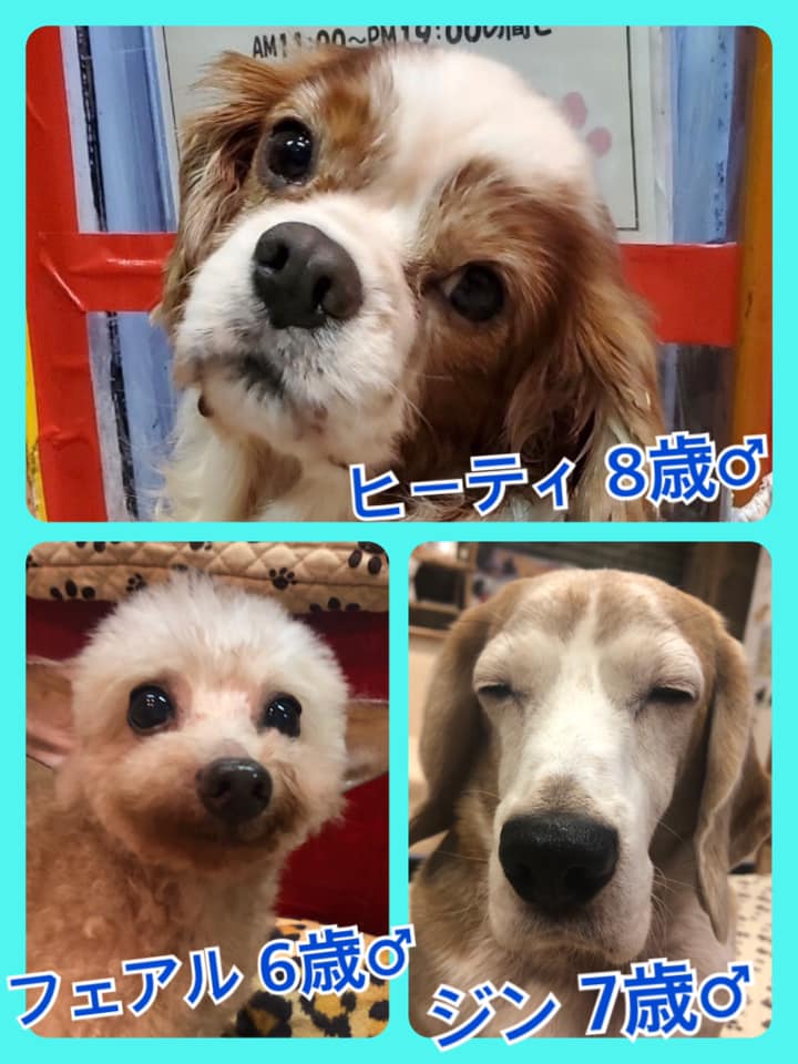 🐾今日の里親様募集中ワンコ🐶メンバーです🐾2020,8,2